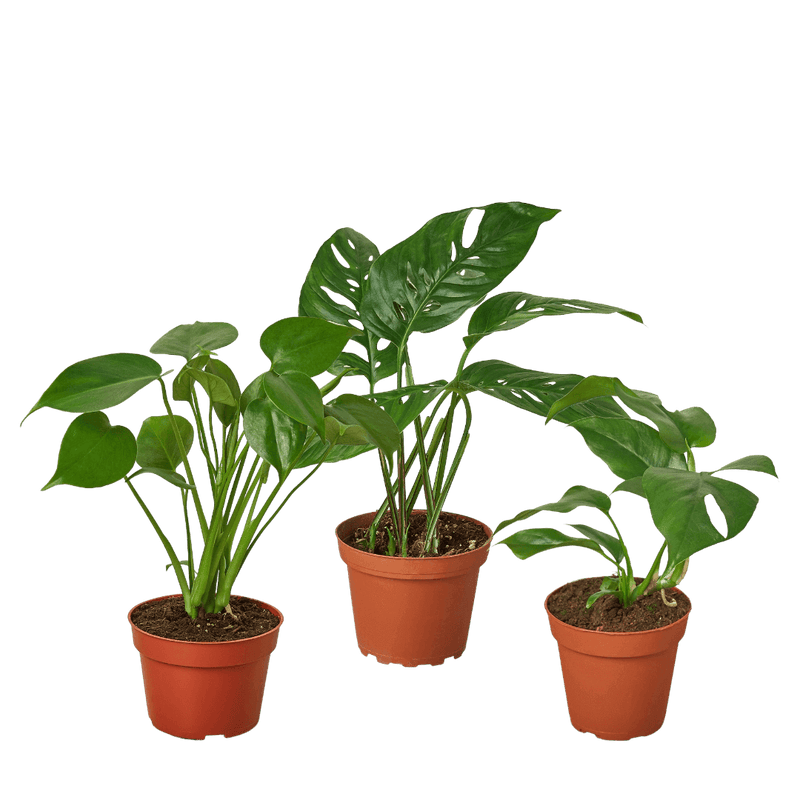 Monstera Plant Bundle | House Plants | All About Planties