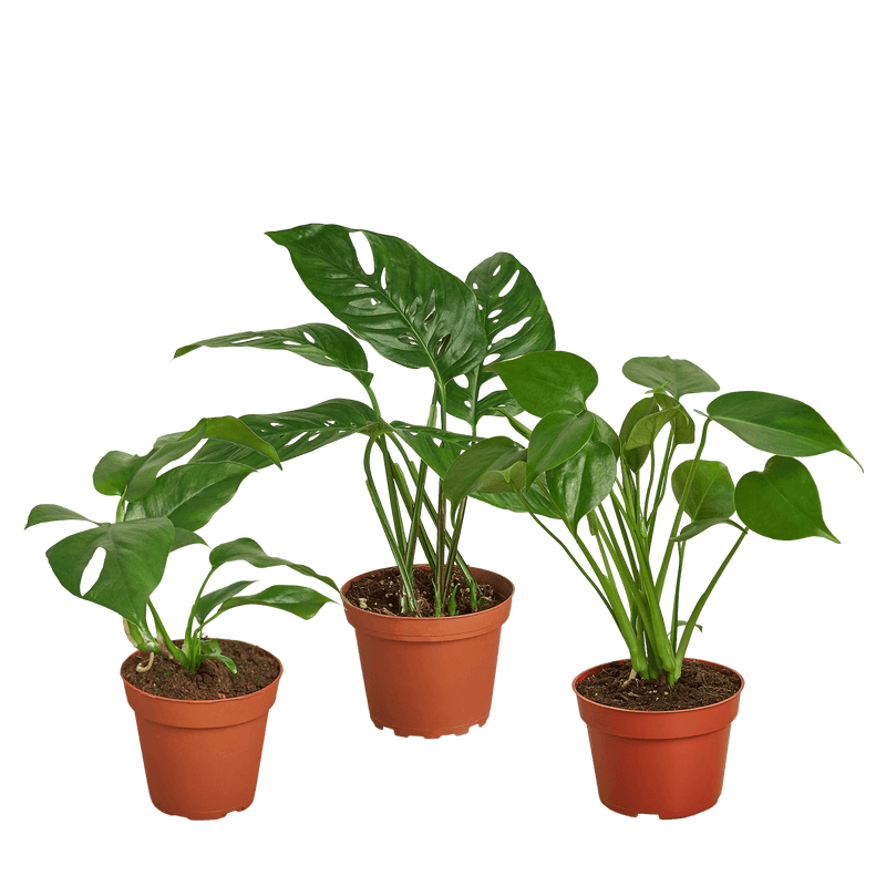 Monstera Plant Bundle 4inch | House Plants | All About Planties