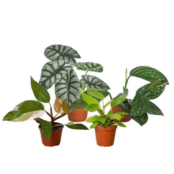 Bundle Rare Houseplant 4inch Pot | All About Planties