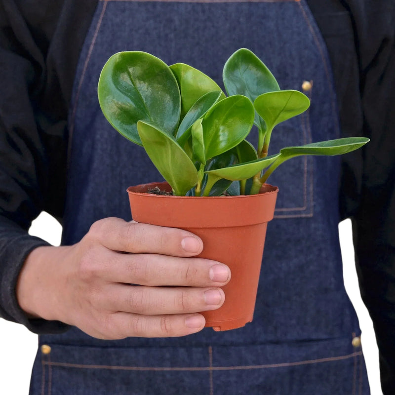 Person holding a Baby Rubber Plant - Peperomia Obtusifolia easy care succulent-like houseplant