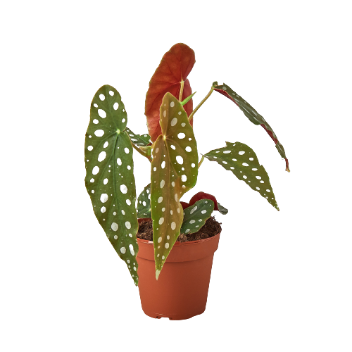 Young Begonia Maculata polka dot begonia with silver spots in 4inch orange nursery pot on white background