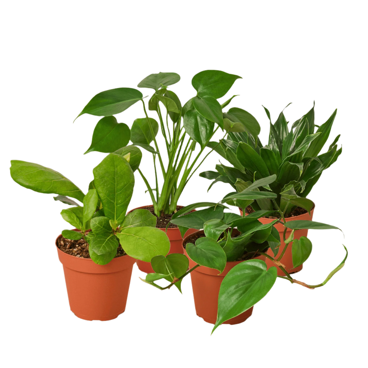 A collection of four potted Live Indoor plants | Houseplants | All About Planties