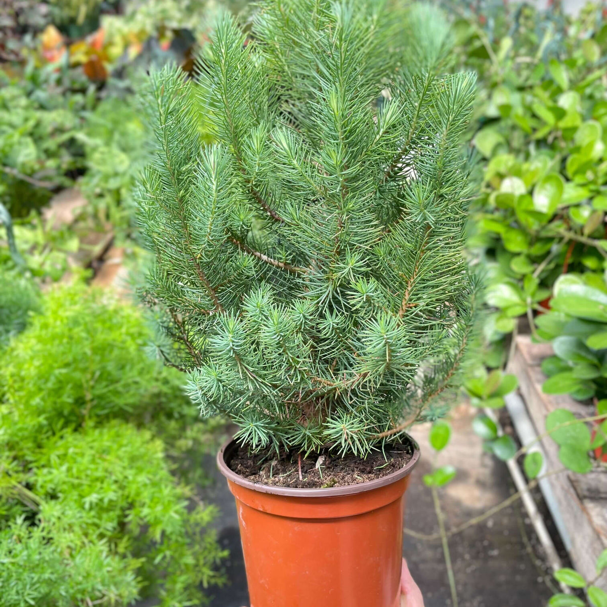 Blue Pine Tree  6inch| Elegant Indoor Evergreen | All About Planties