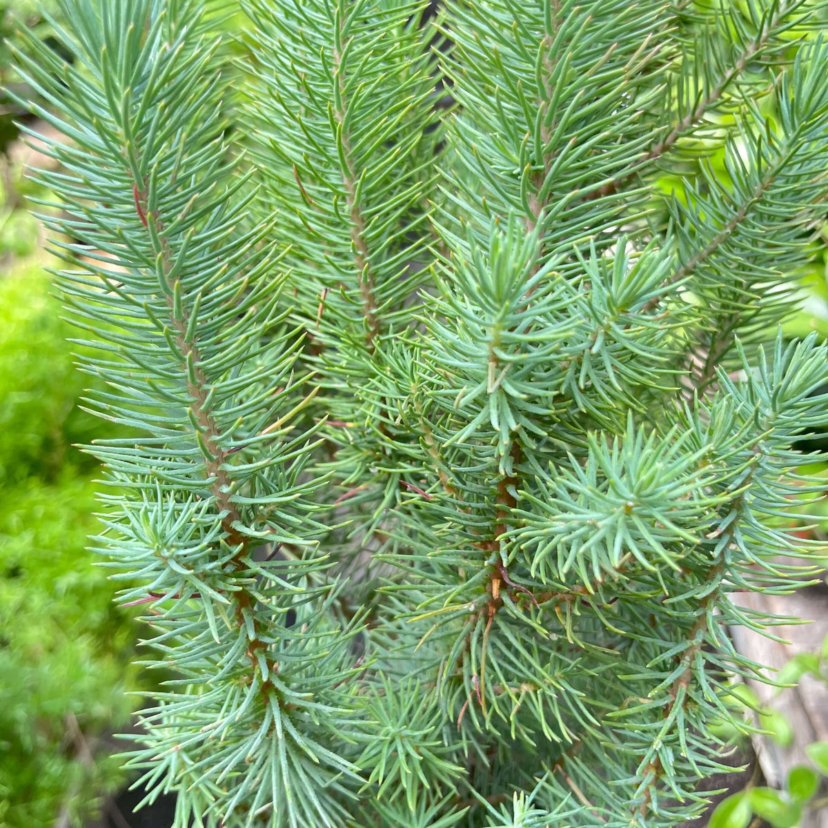 Blue Pine Tree | Indoor Plant| All About Planties