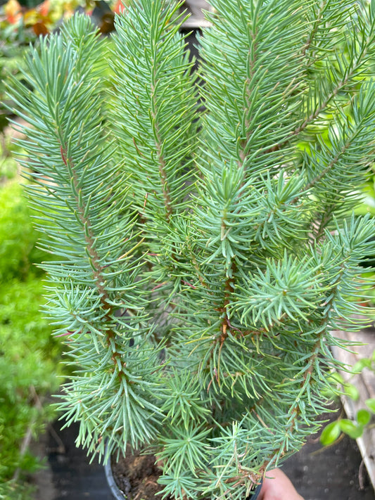 Blue Pine Tree | Indoor Plant| All About Planties