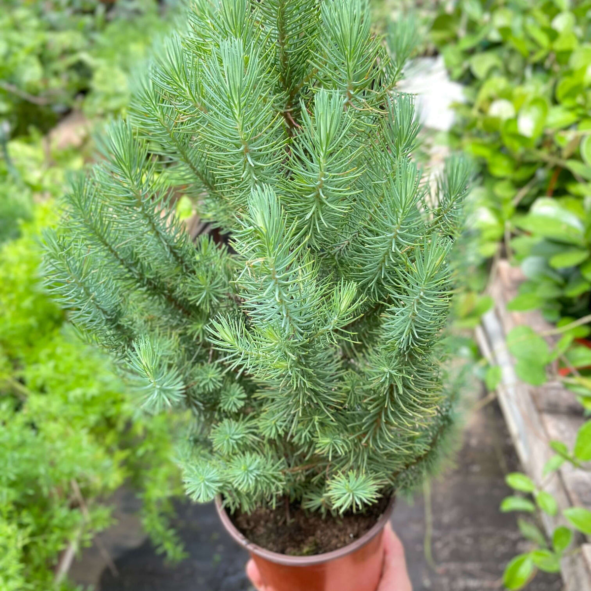 Blue Pine Tree 6inch nursery| Elegant Indoor Evergreen | All About Planties