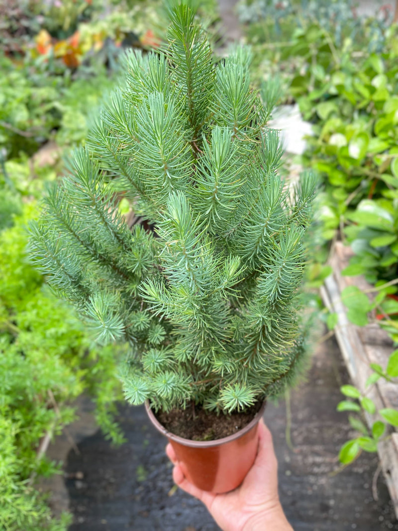 Blue Pine Tree 6inch nursery| Elegant Indoor Evergreen | All About Planties