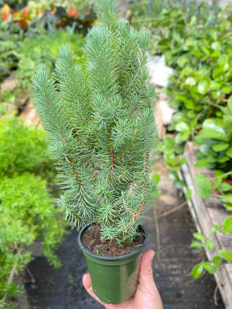 Blue Pine Tree | Elegant Indoor Evergreen | All About Planties