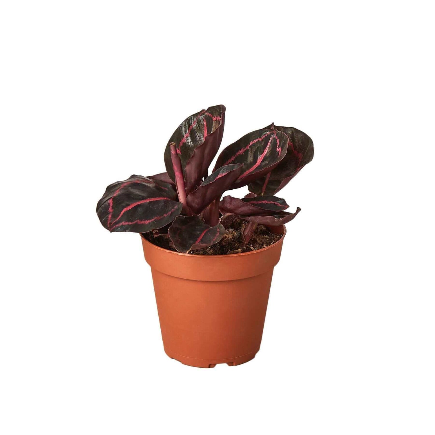 dottie rose painted prayer plant Calathea Dottie | Pet-Friendly Indoor Plant