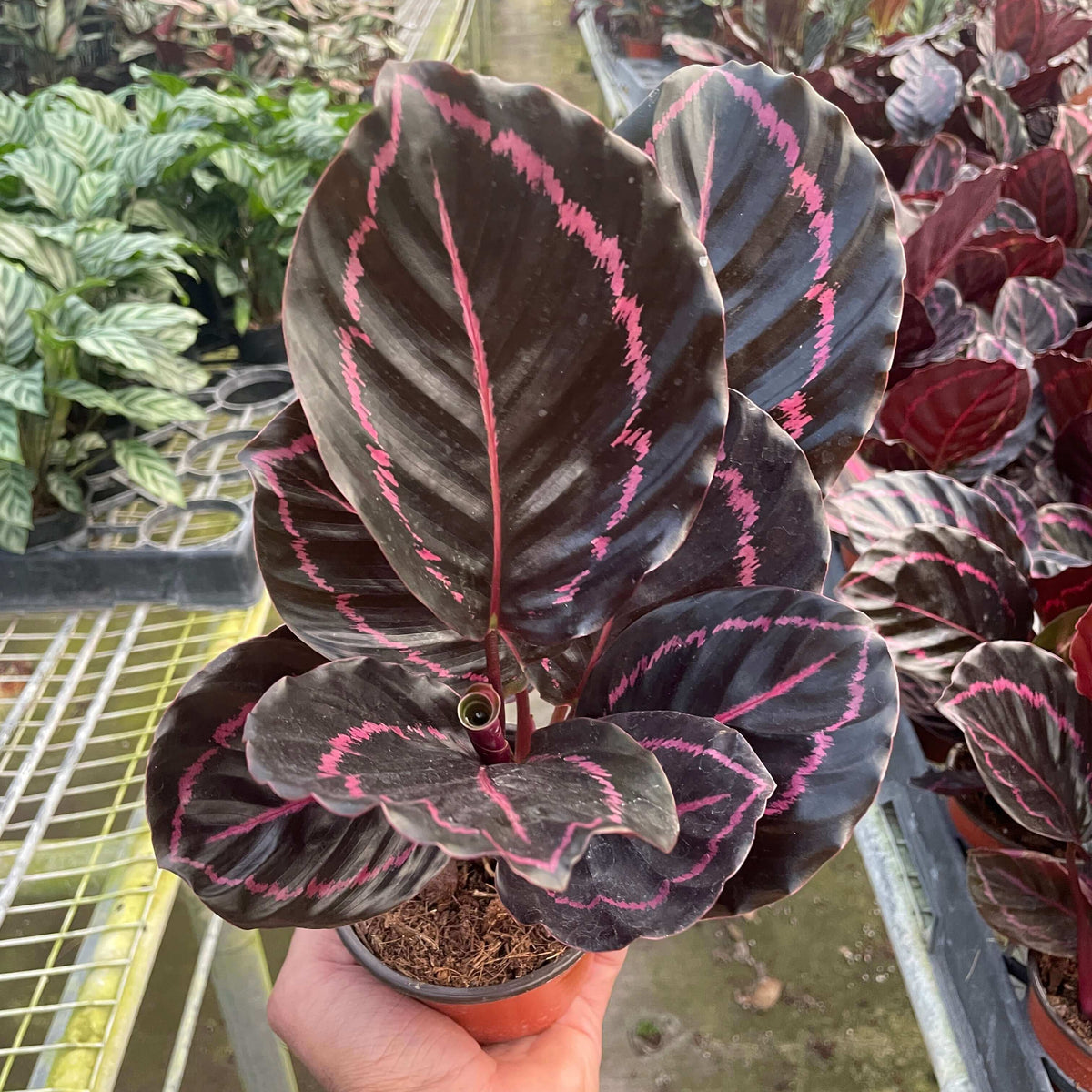 Calathea Dottie | Pet-Friendly Indoor Plant
