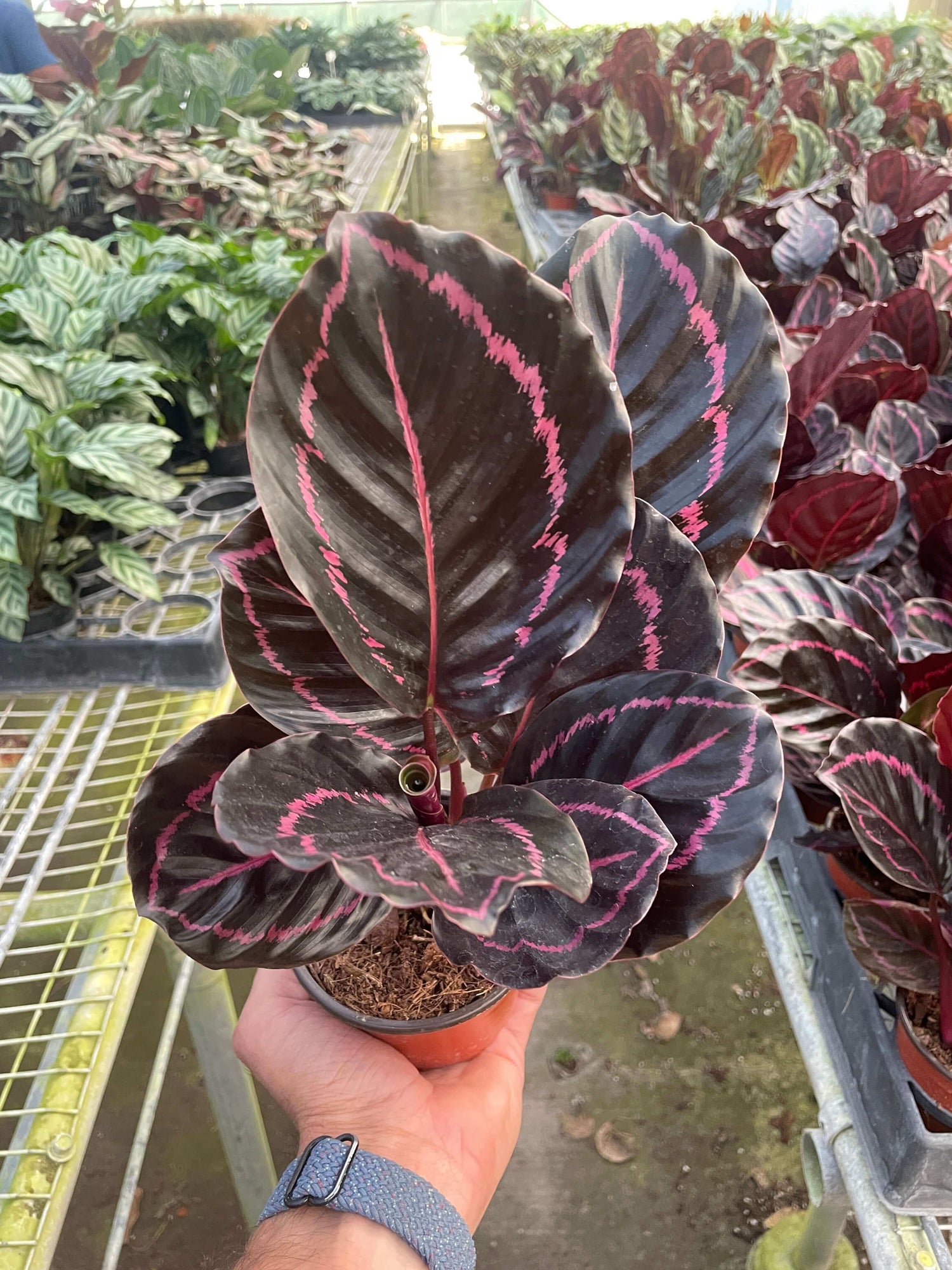 dottie rose painted prayer plant Calathea Dottie | Pet-Friendly Indoor Plant