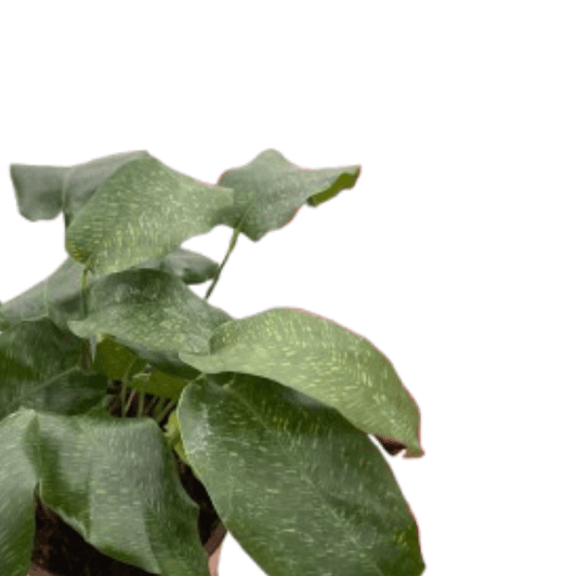 philodendron musaica Calathea Musaica