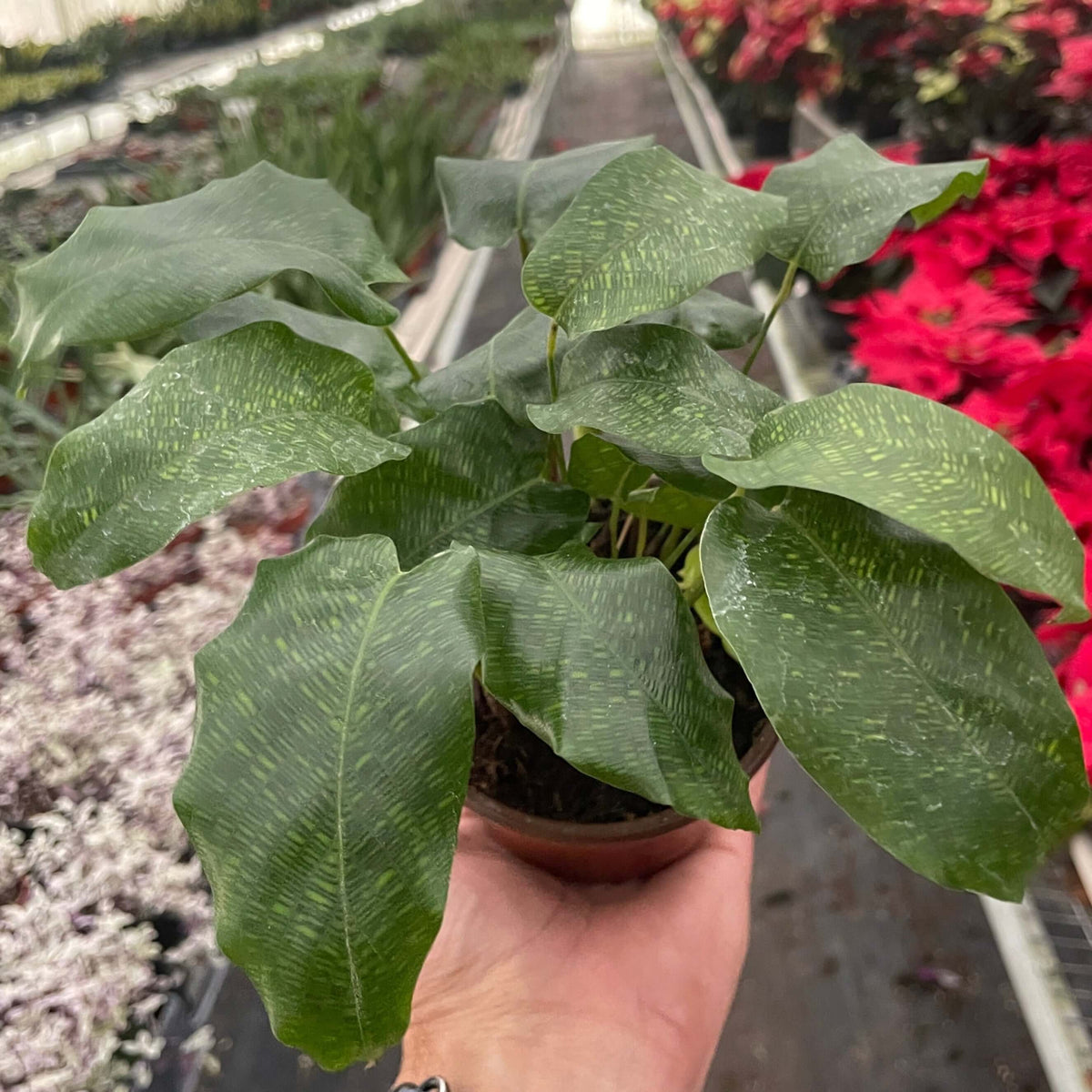philodendron musaica Calathea Musaica
