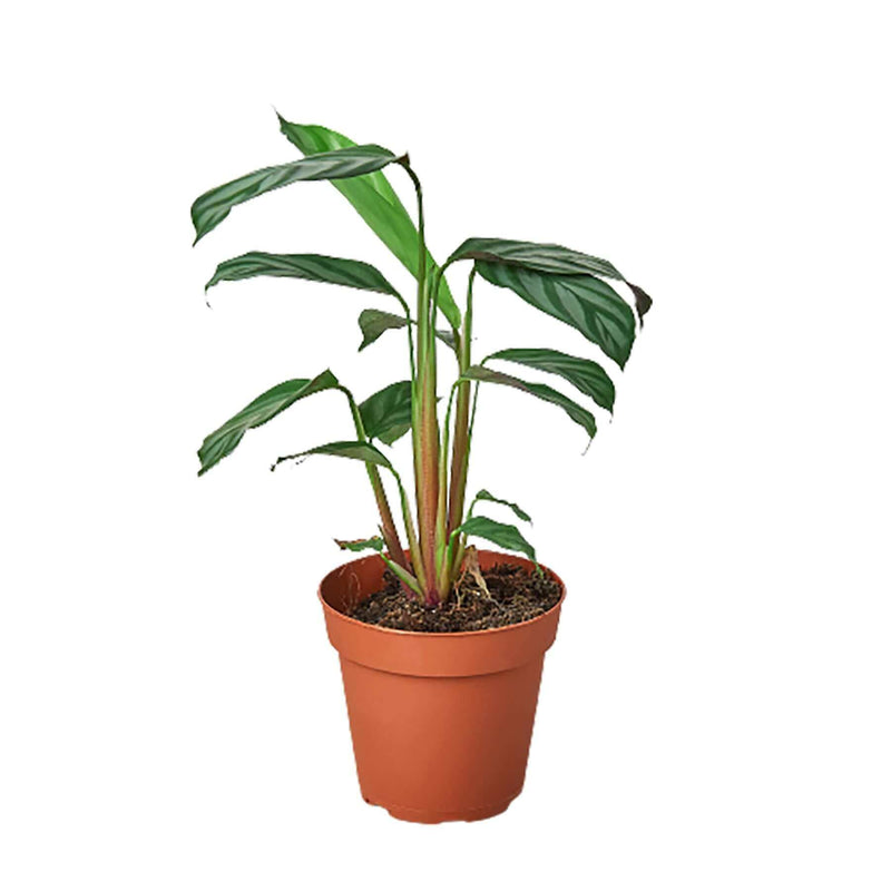 Calathea Grey Star indoor plant 4inch pot