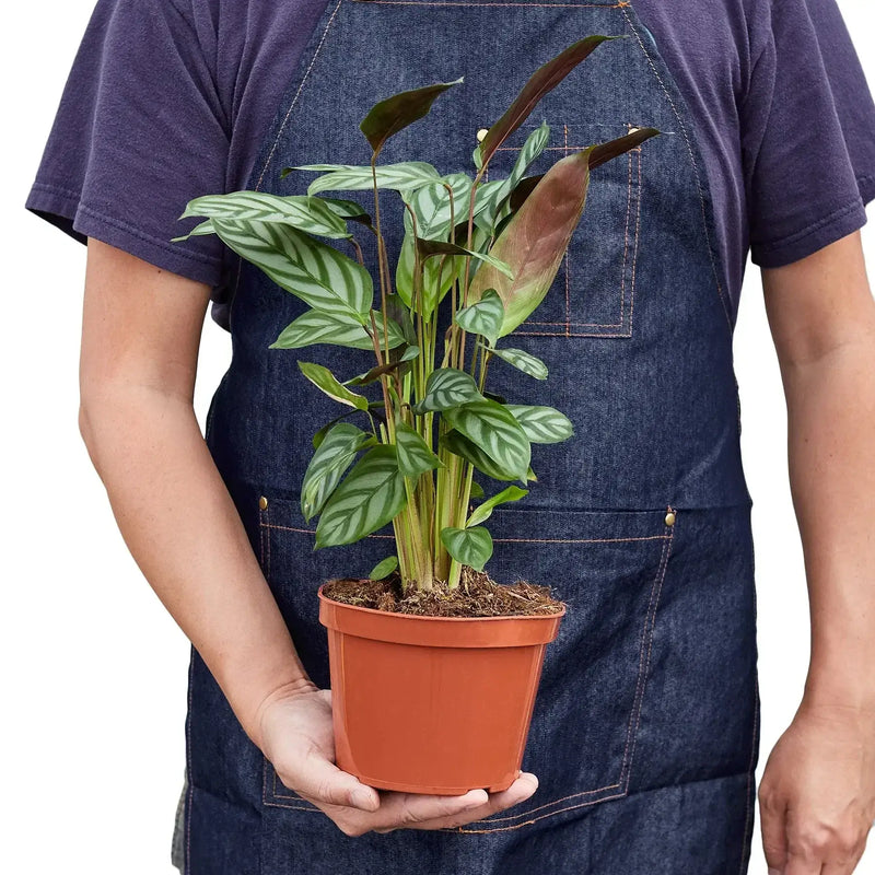 person holding a Calathea Grey Star indoor plant 6inch pot