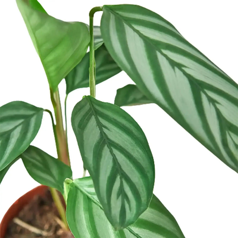 Calathea Grey Star indoor plant leaves close up