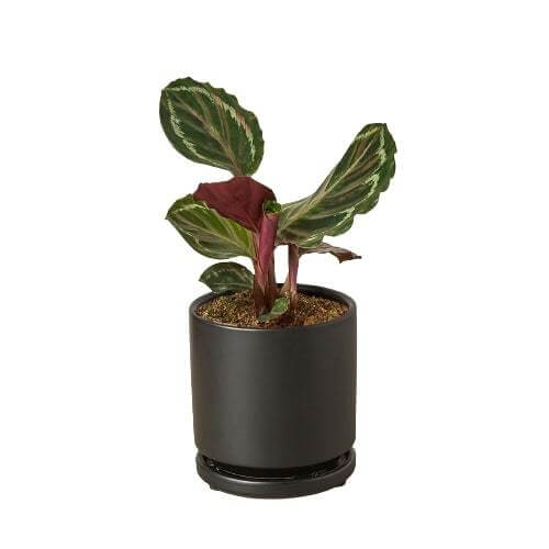 calathea-medallion plant in a black pot