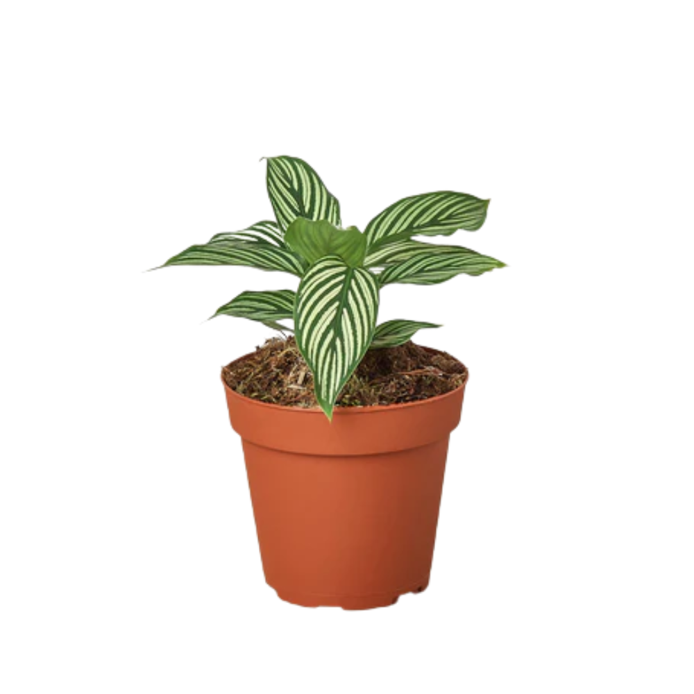 Calathea 'Vittata' in 4inch pot | Elegant & Pet-Friendly Houseplant – All About Planties
