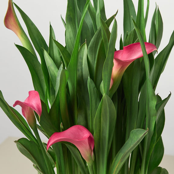 Close up of Calla Lily | Elegant Flowering Houseplant | All About Planties