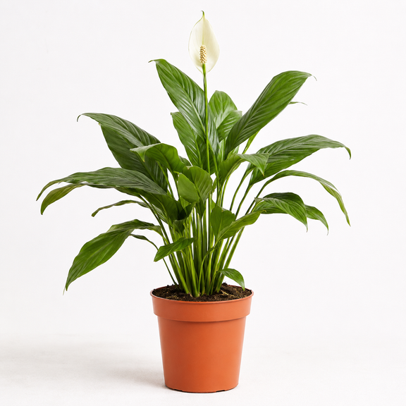peace lily air cleaning Air Purifying Variety Bundle 4" Pots