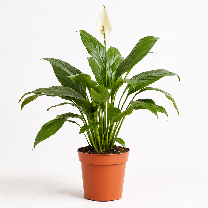 Air Purifying Plant Bundle