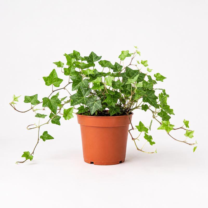 Air Purifying Plant Bundle
