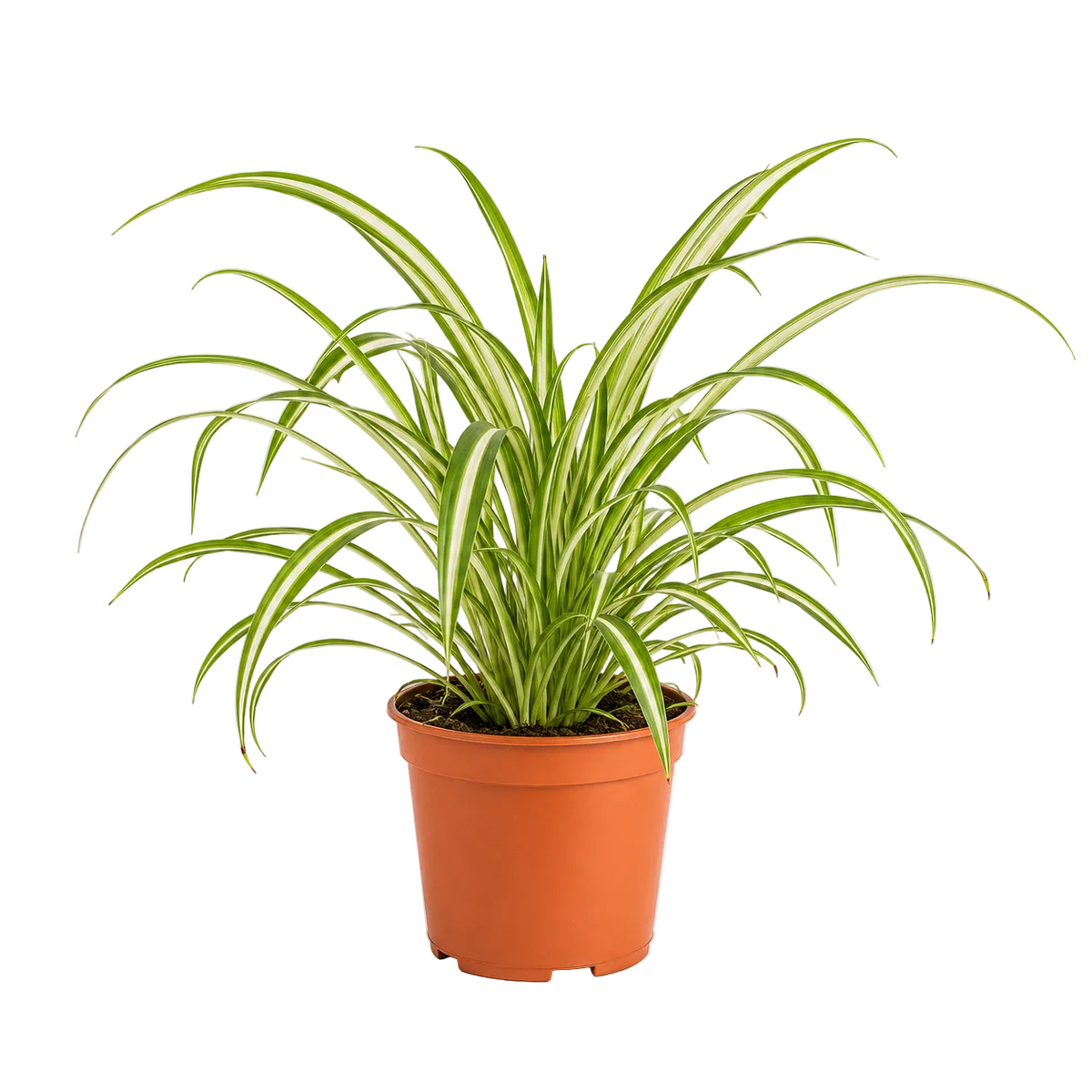 Air Purifying Plant Bundle