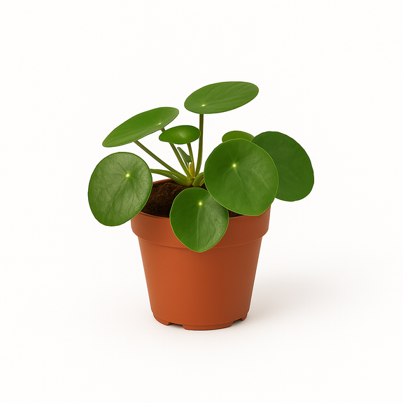 Potted Chinese Money plant with round green leaves on a white background