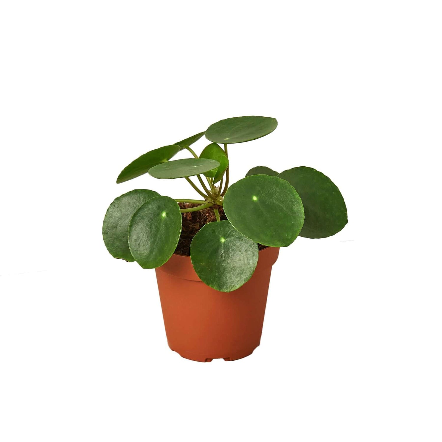 Chinese Money Plant | Pet-Friendly, Easy-Care Indoor Plant | All About Planties