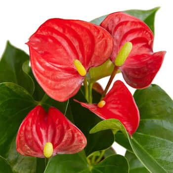 tropical house plants with red leaves Red Anthurium - Live Plant in a 6 Inch Pot - Anthurium Andraeanum