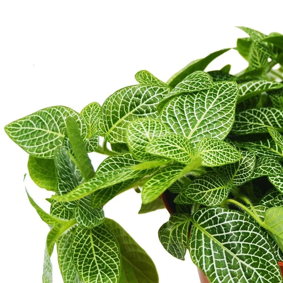 Close up of Fittonia White  | Pet-Friendly Indoor Plant | All About Planties