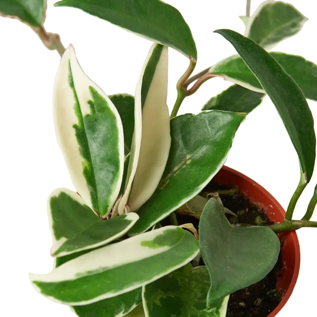 Close up of Hoya Carnosa 'Tricolor' | Colorful, Pet-Friendly Hoya – All About Planties
