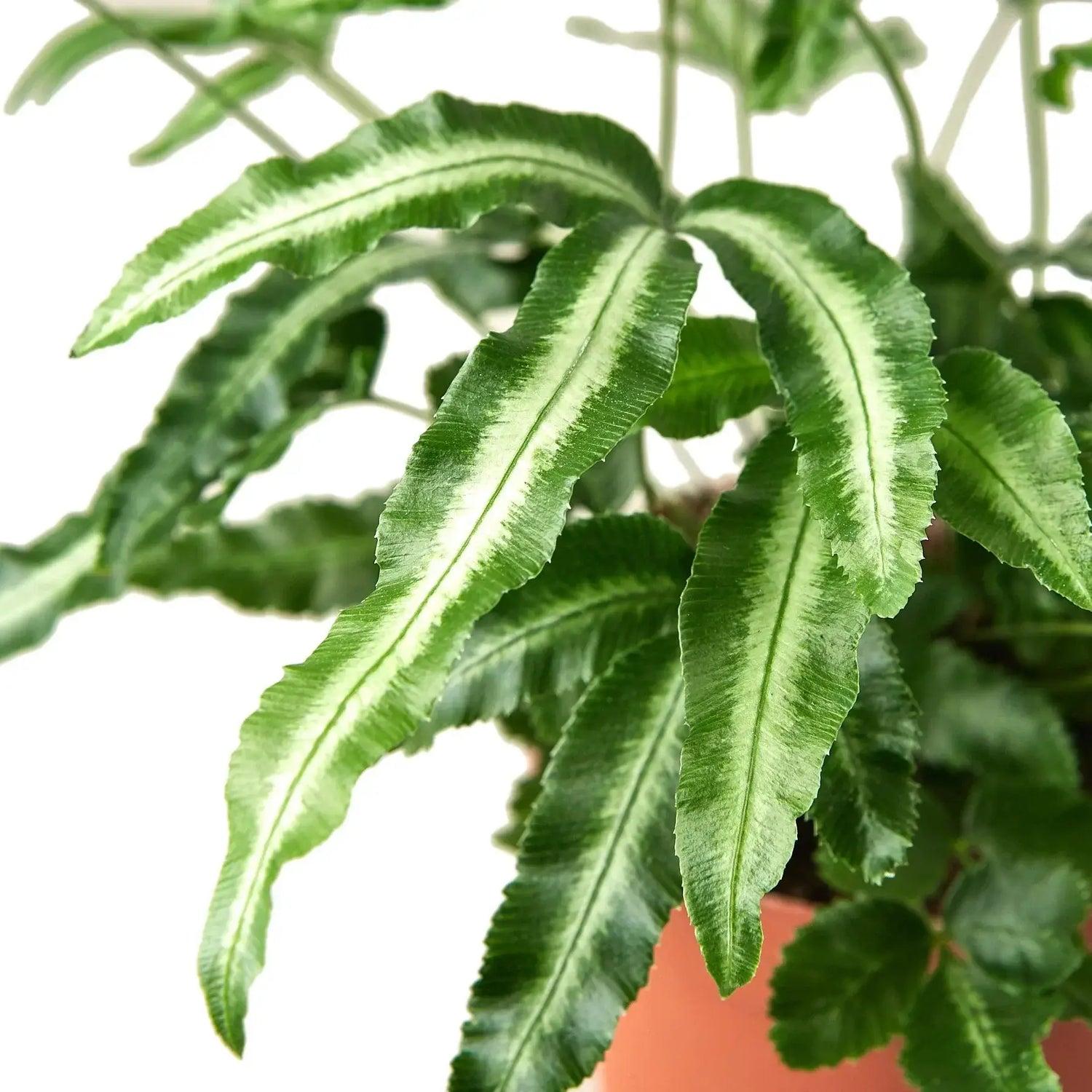 Close up of Silver Ribbon Fern | Pet-Friendly Indoor Plant | All About Planties