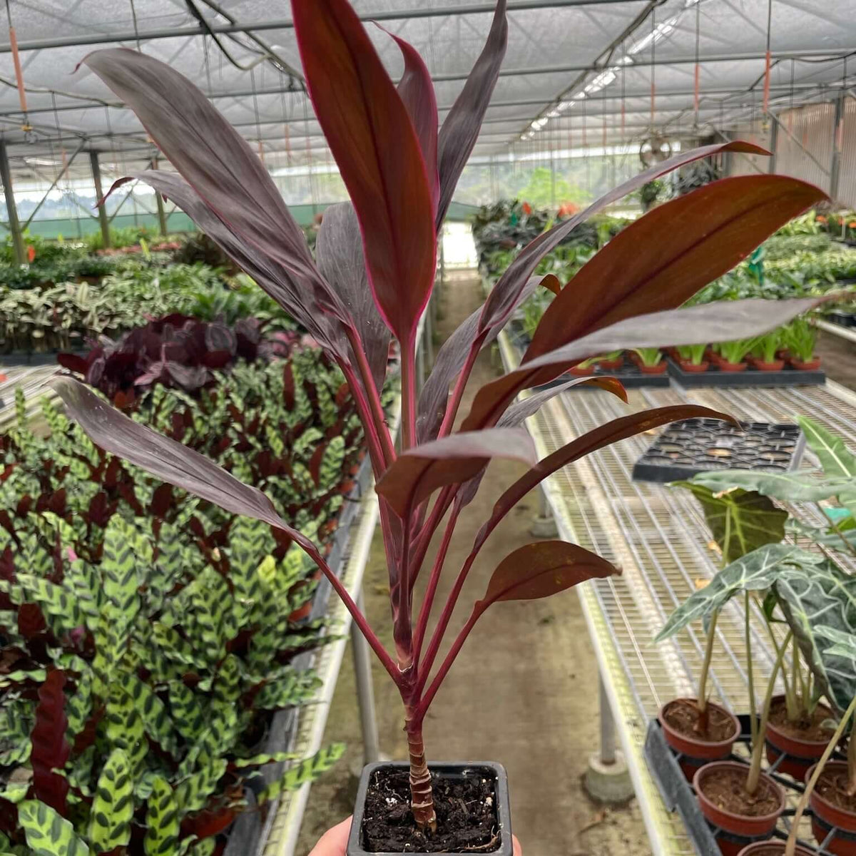 Cordyline Calypso Queen 3inch pot