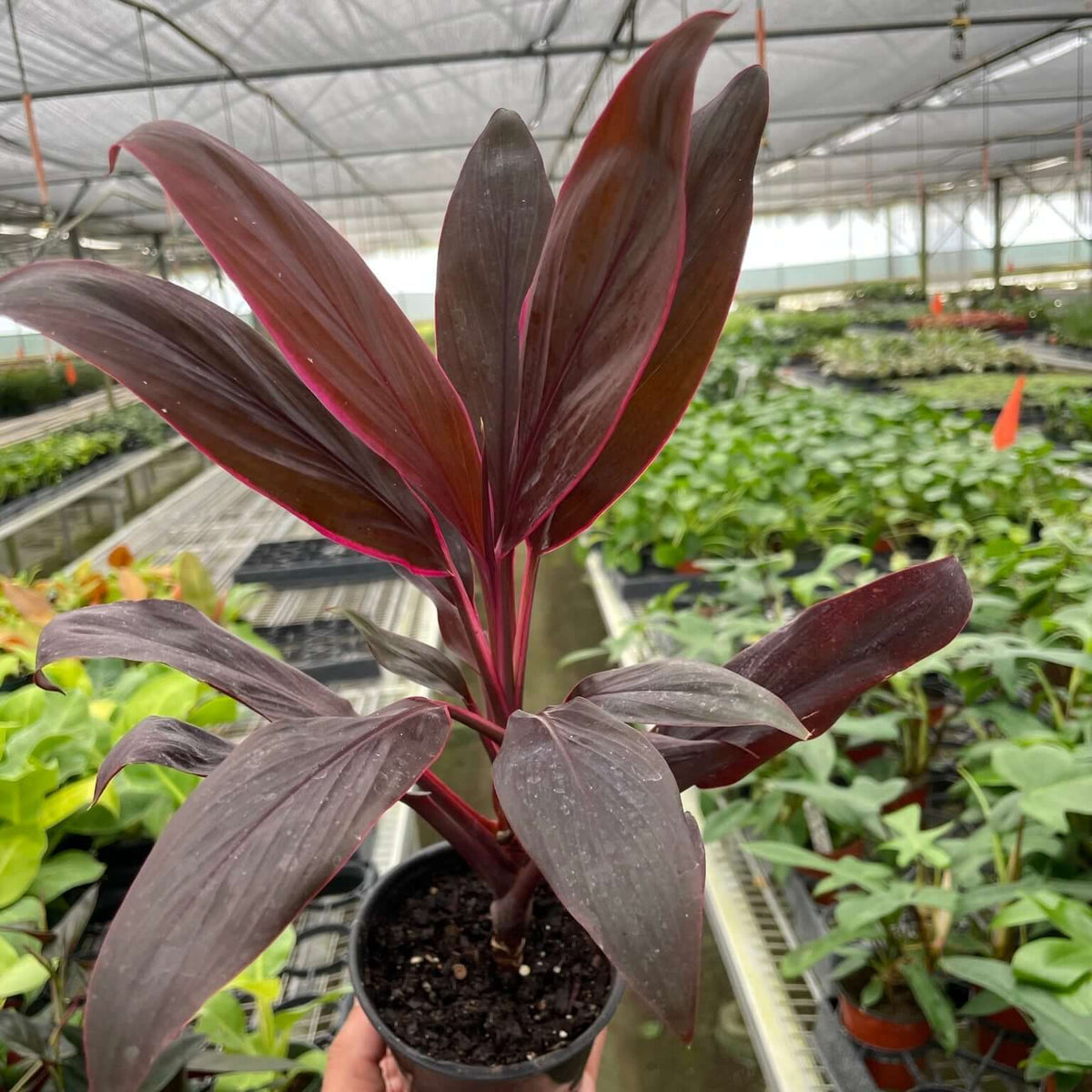 Cordyline Calypso Queen 4inch pot in nursery