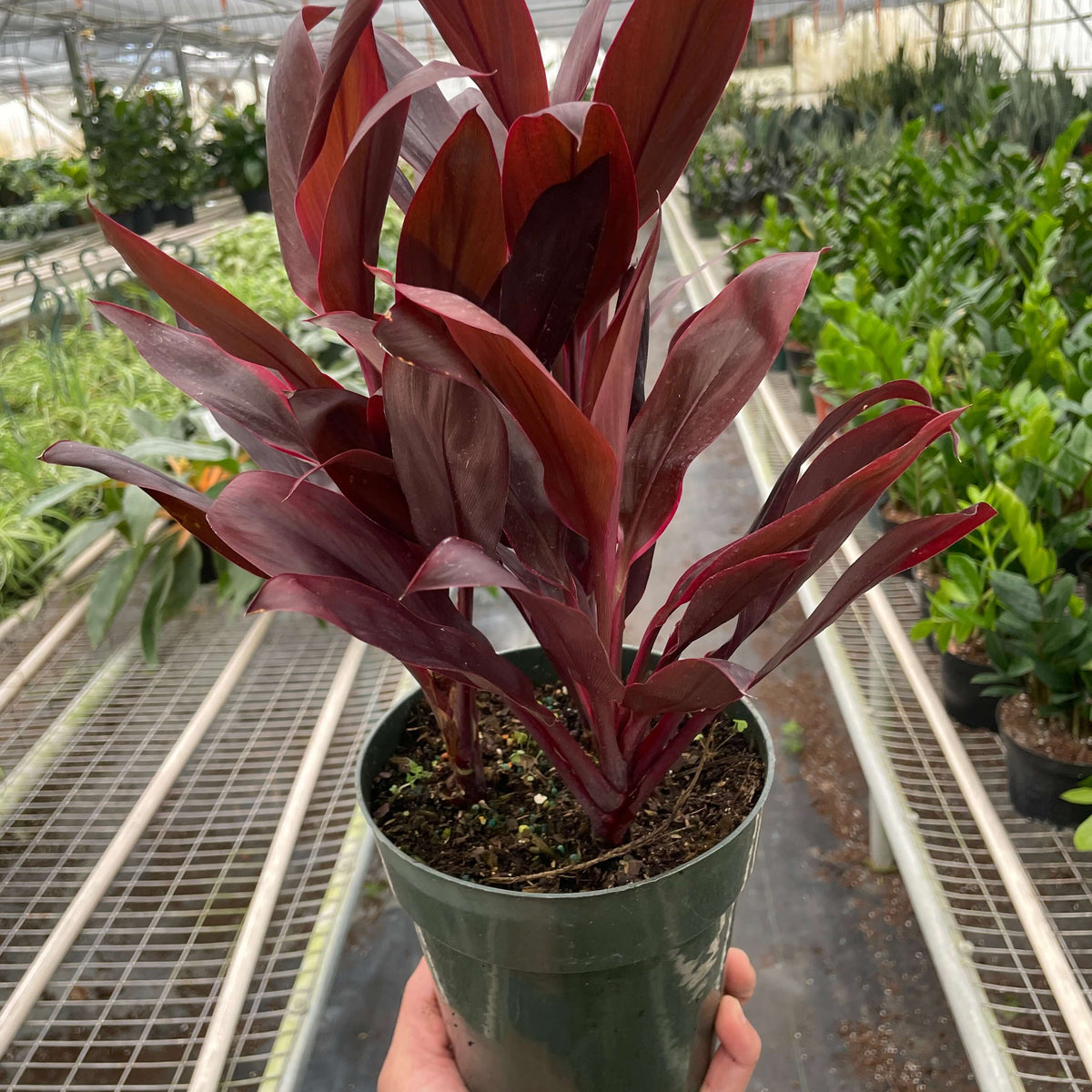 Cordyline Calypso Queen 6inch pot