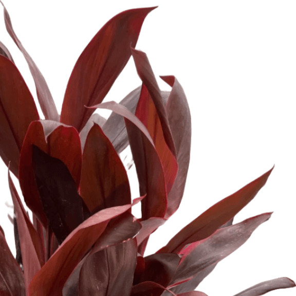 calypso succulent care Cordyline Calypso Queen
