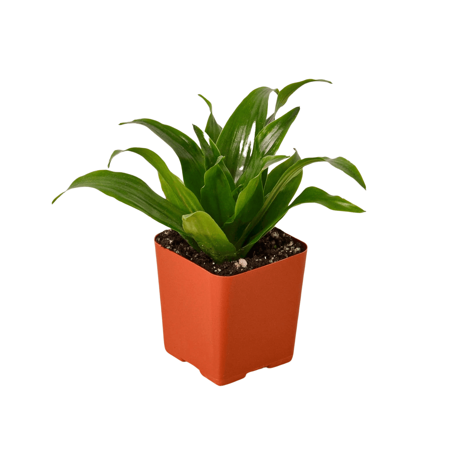 Corn Plant | House Plant | All About Planties