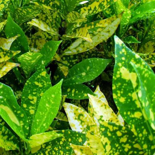 Croton Gold Dust Closeup Leaves