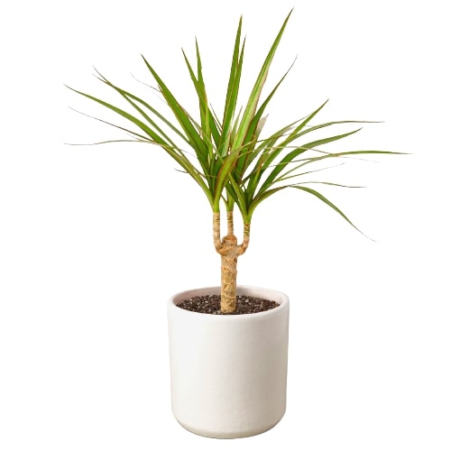 Dracaena Marginata