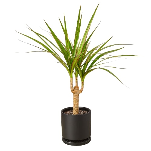 caring for a dracaena marginata Dracaena Marginata Dragon Tree