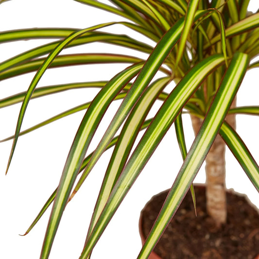 Close-up of Dracaena Marginata Sunshine leaves showing green center and reddish-pink edges