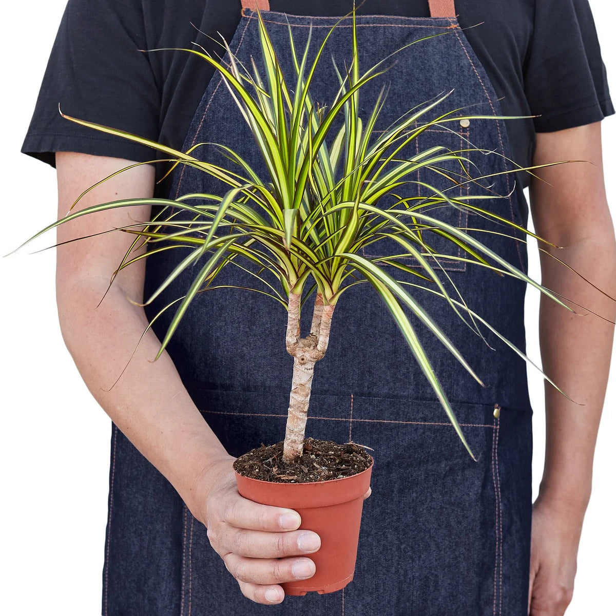Person holding a Dracaena Marginata Sunshine houseplant with green and magenta leaves on white background