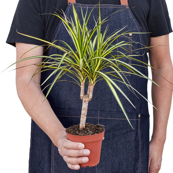 Person holding a Dracaena Marginata Sunshine houseplant with green and magenta leaves on white background