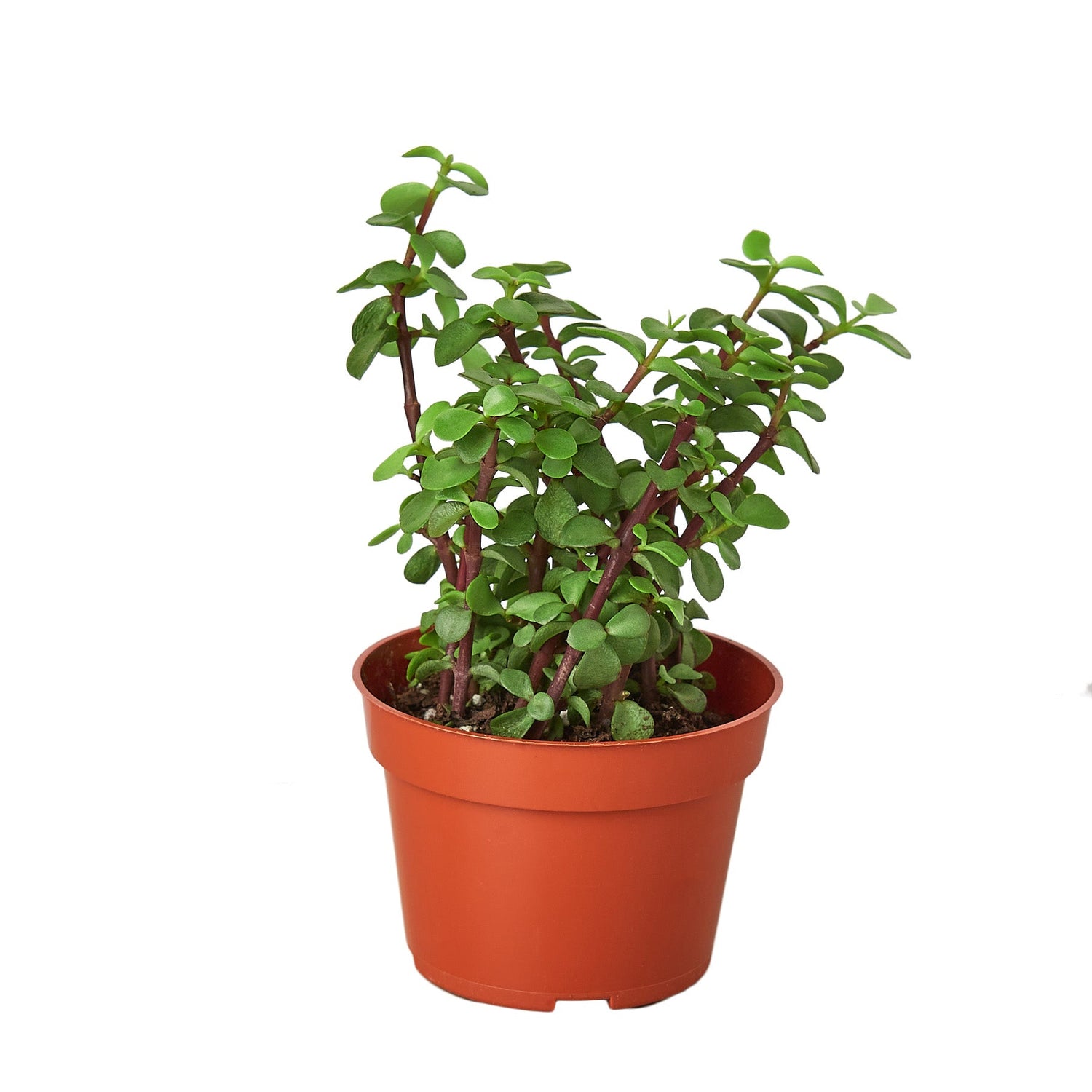 Elephant Bush Portulacaria afra succulent plant in orange terracotta nursery pot, white background