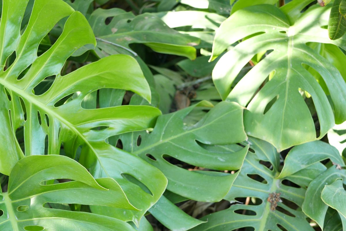 Monstera Deliciosa leaves Close up