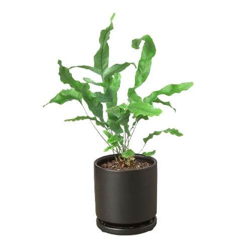 Blue Star Fern