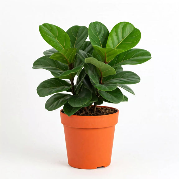 Ficus Audrey | Elegant and Easy-Care Indoor Tree