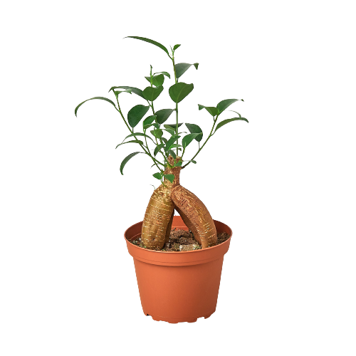 Ficus Ginseng 4inch pot Indoor Plant Easy Care