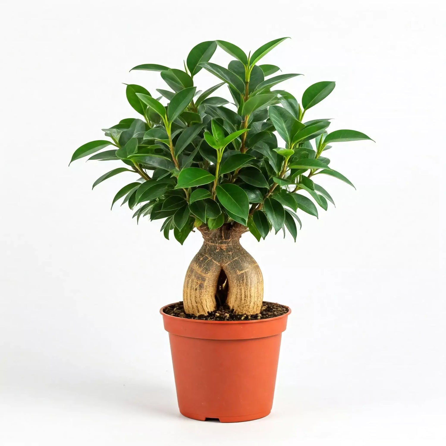 Ficus Ginseng | Low-maintenance bonsai plant | All About Planties